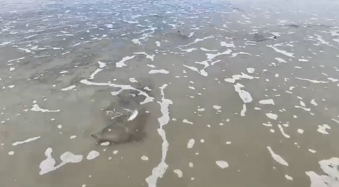 Agrupamento Inusitado de Raias Encanta Banhistas na Praia Central de Guaratuba