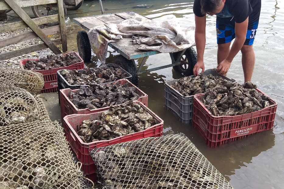 Comercialização de ostras e mexilhões está liberada em Guaratuba