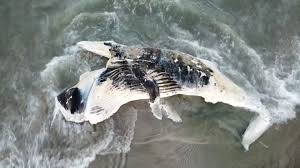 Baleia-jubarte é encontrada morta e encalhada no balneário de Coroados, em Guaratuba, no litoral do Paraná